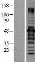 RUNDC3A Protein (Over-Expression Lysate Myc-DDK (Flag))