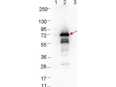 Polyclonal Rabbit anti-Borrelia burgdorferi OspA Antibody (Liquid, WB)