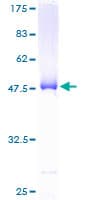 Human BID Protein (Recombinant GST)