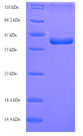 Mouse CCN5 Protein (Recombinant 6His-SUMO, N-terminus)