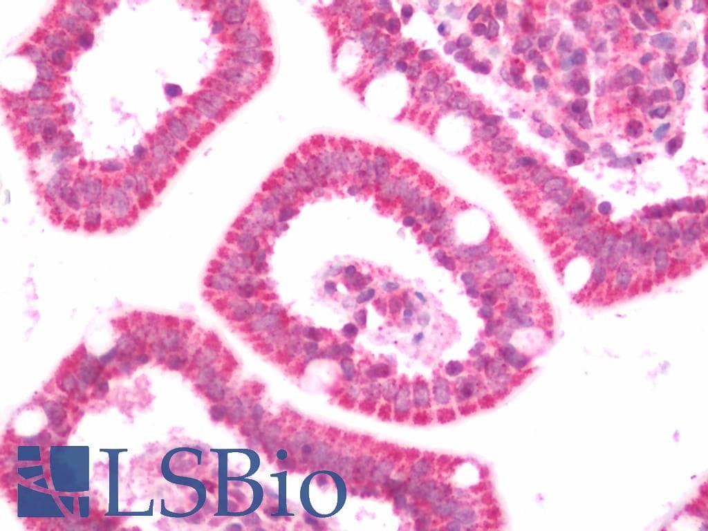 IHC-plus™ EPLIN Antibody