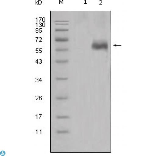 Monoclonal Mouse anti-Human DKK1 Antibody (WB)