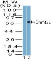 DNMT3L Antibody (aa130-180)