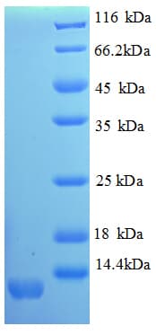 Mouse CXCL11 Protein (Recombinant His)