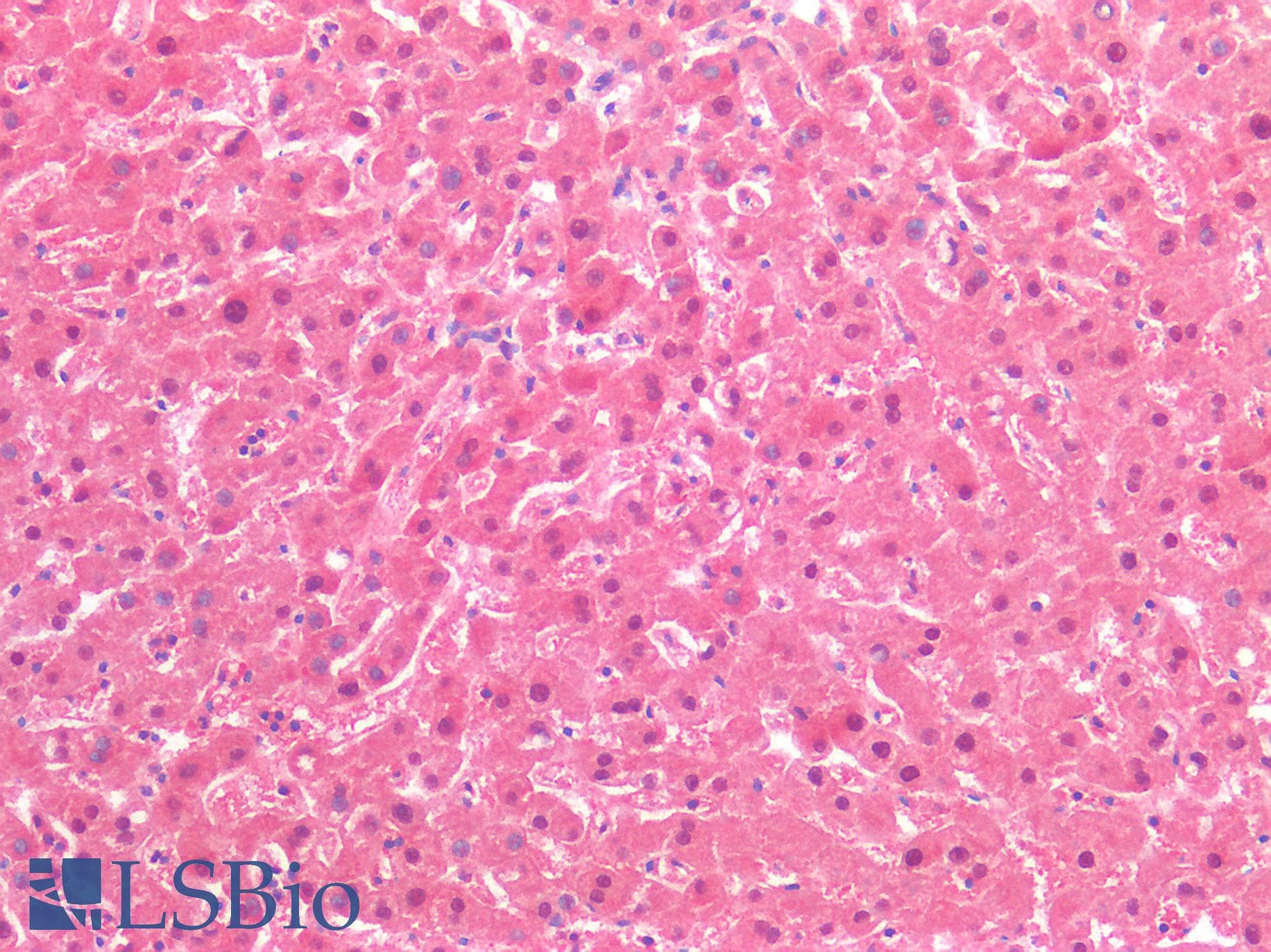 IHC-plus™ SAT2 Antibody (clone OTI2A3)
