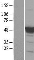 TP53 / p53 Protein (Over-Expression Lysate Myc-DDK (Flag))