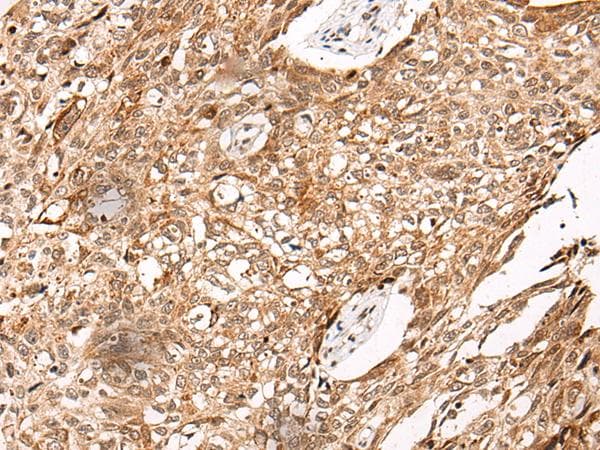 C14orf169 / NO66 Antibody