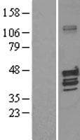 KCNAB1 Protein (Over-Expression Lysate Myc-DDK (Flag))