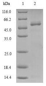 Human AK2 / Adenylate Kinase 2 Protein (Recombinant GST, N-terminus)