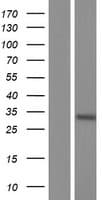 TRIM34 / RNF21 Protein (Over-Expression Lysate Myc-DDK (Flag))