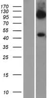 SLC7A6 Protein (Over-Expression Lysate Myc-DDK (Flag))