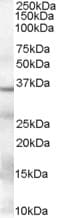 Polyclonal Goat anti-Human GAPDH Antibody (aa92-103, IHC, IF, WB)
