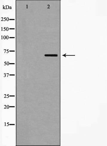 Polyclonal Rabbit anti-Human TRAF3 Antibody (IF, WB)