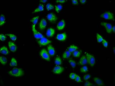 UBR3 Antibody