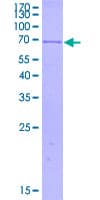 Human HLA-B Protein (Recombinant GST)