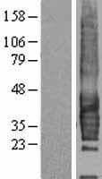 CD37 Protein (Over-Expression Lysate Myc-DDK (Flag))