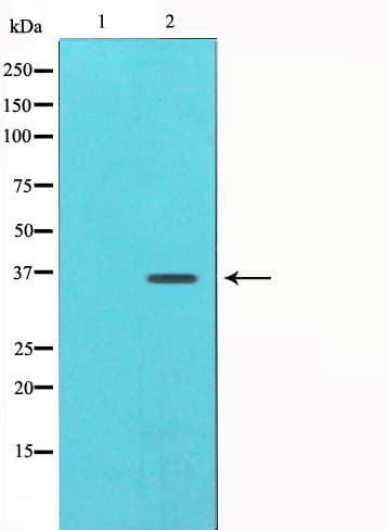JUN / c-Jun Antibody