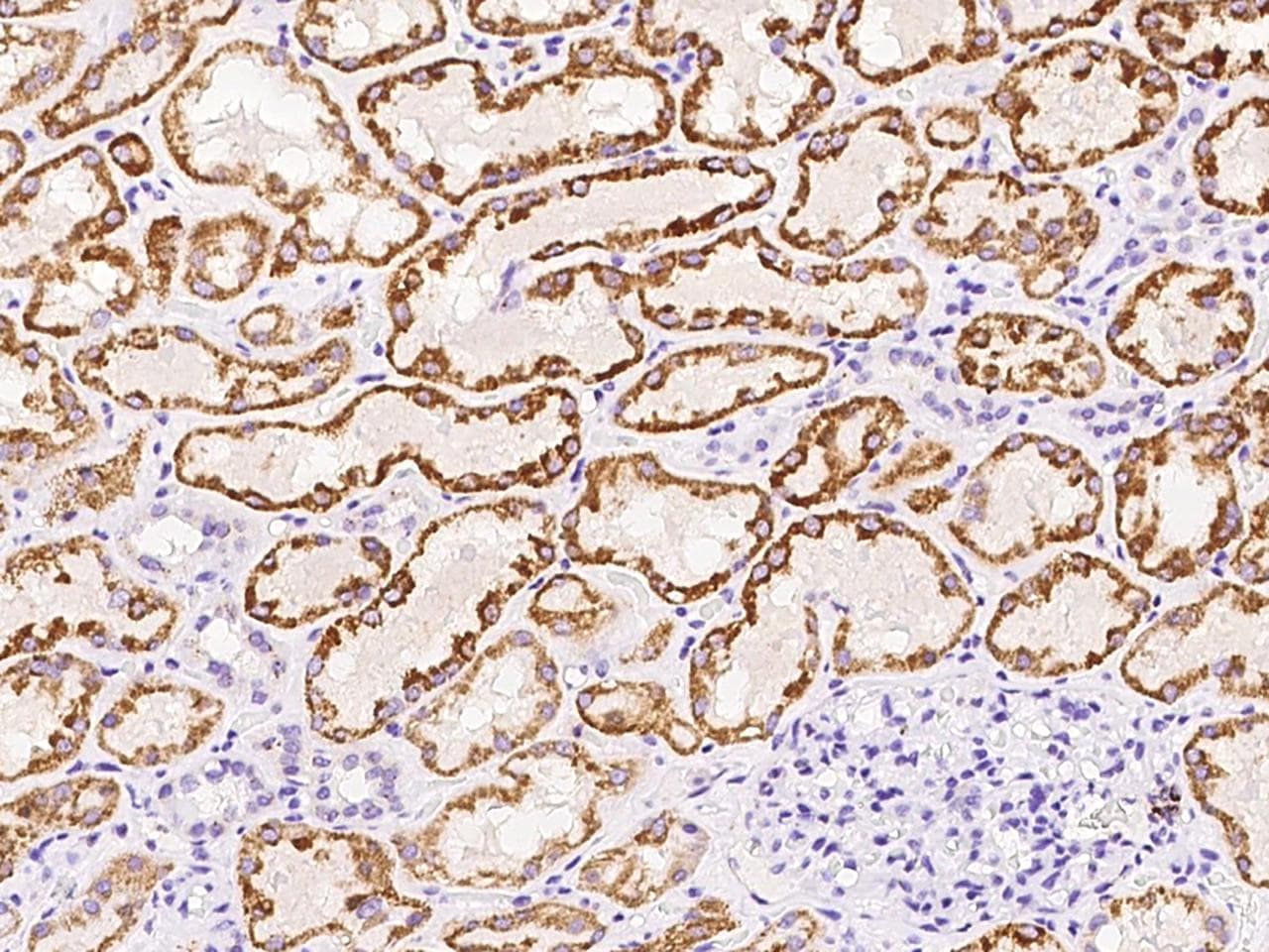 KMO Antibody