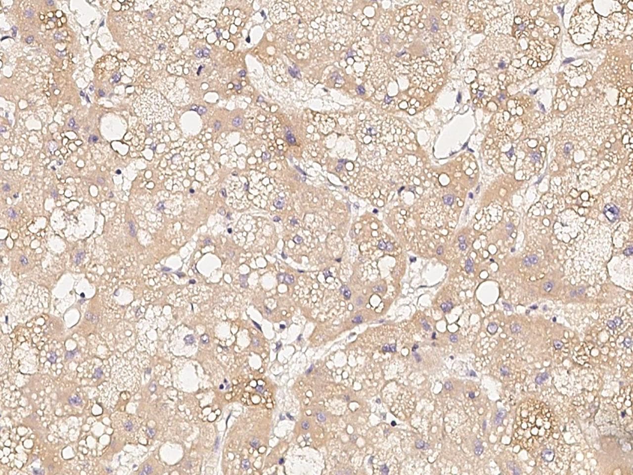 VEGFA / VEGF Antibody (clone 13, Preservative Free)