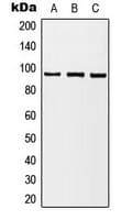 Polyclonal Rabbit anti-Human BRAF / B-Raf Antibody (C-Terminus, IHC, WB)