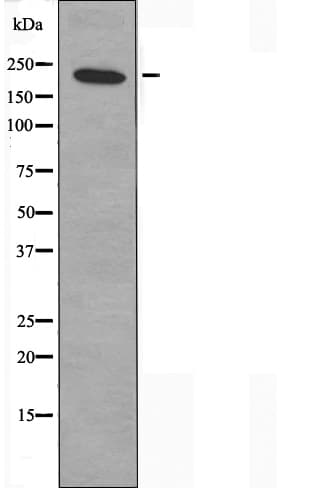MYH14 Antibody