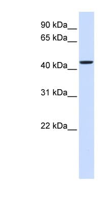 NIPA2 Antibody (aa180-229)