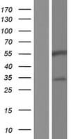 BARX2 Protein (Over-Expression Lysate Myc-DDK (Flag))
