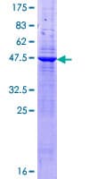 Human LY9 / CD229 Protein (Recombinant GST)