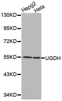 Polyclonal Rabbit anti-Human UGDH / UDPGDH Antibody (IHC, IF, WB)
