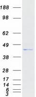 Human TRMU Protein (Recombinant Myc-DDK (Flag))