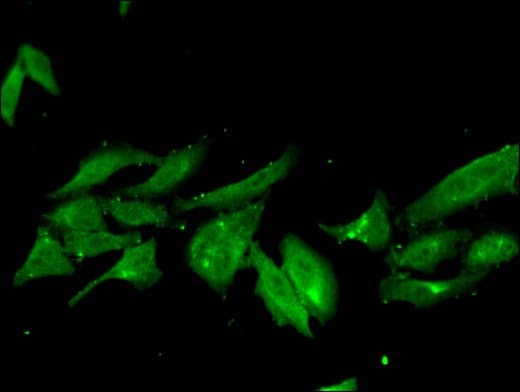 NHEJ1 / XLF Antibody