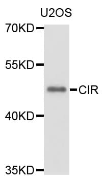 CIR1 Antibody