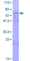 Human BCAP / PIK3AP1 Protein (Recombinant GST)