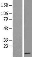 Human IFI6 / G1P3 Protein (Over-Expression Lysate Myc-DDK (Flag))