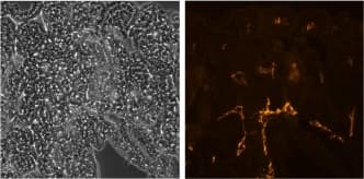 LYVE1 Antibody (clone ALY7)