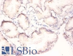 MAPK3 / ERK1 Antibody (Biotin)