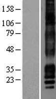 CACNG7 Protein (Over-Expression Lysate Myc-DDK (Flag))