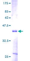 Human MDK / Midkine Protein (Recombinant GST)
