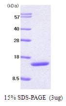 Mouse CSF2 / GM-CSF Protein (Recombinant)