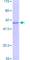 Human CELA3B / ELA3B Protein (Recombinant GST)