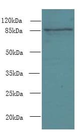 FSCB Antibody
