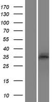 SYCE1 Protein (Over-Expression Lysate Myc-DDK (Flag))