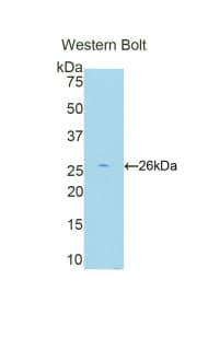 CREBBP / CREB Binding Protein Antibody (aa2215-2441)