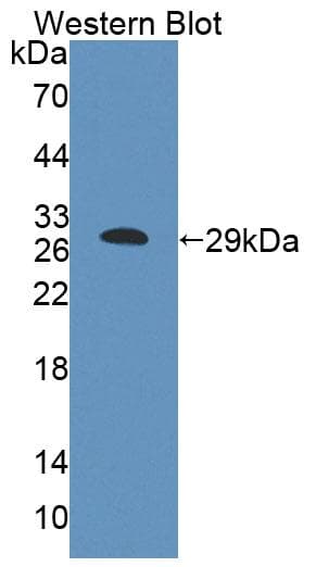 ABCF1 Antibody (APC)
