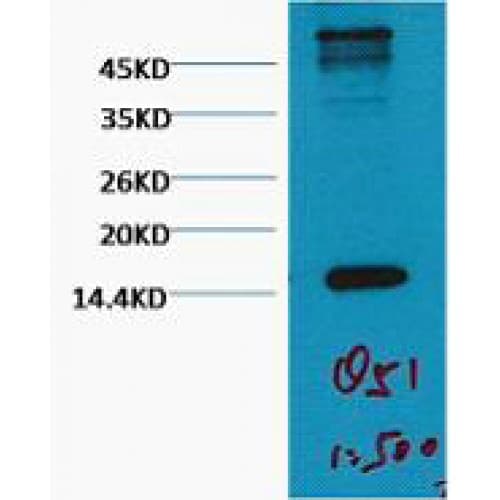 Histone H3 Antibody (clone 1B7)