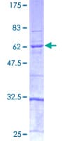 Human CASP4 / Caspase 4 Protein (Recombinant GST)