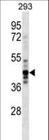 Polyclonal Rabbit anti-Human NUDC Antibody (aa105-133, WB)