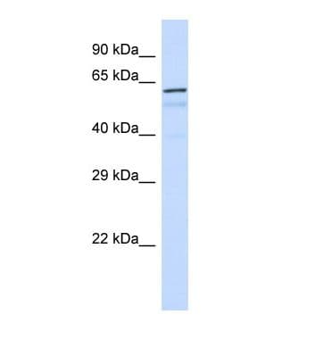 FOXK1 / MNF Antibody (aa285-334)