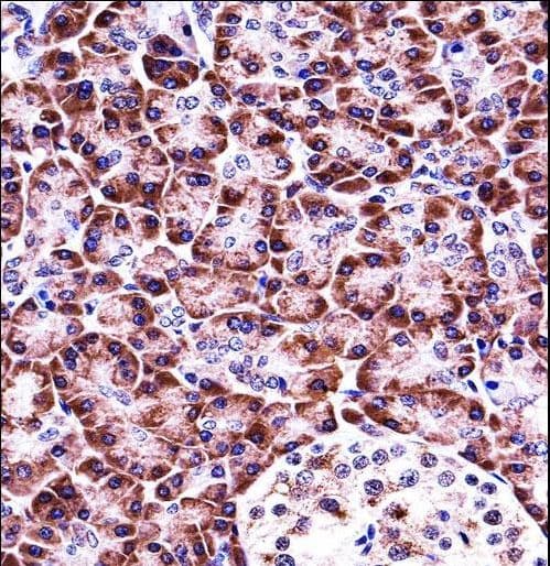 IHC-plus™ NLRP12 Antibody (aa183-212)