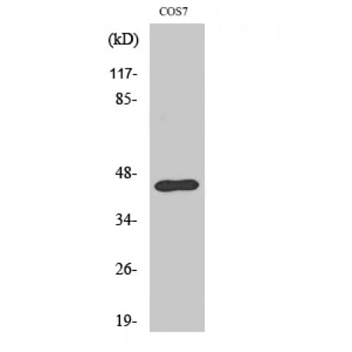 EFNB1 / Ephrin B1 Antibody (260-340 aa)